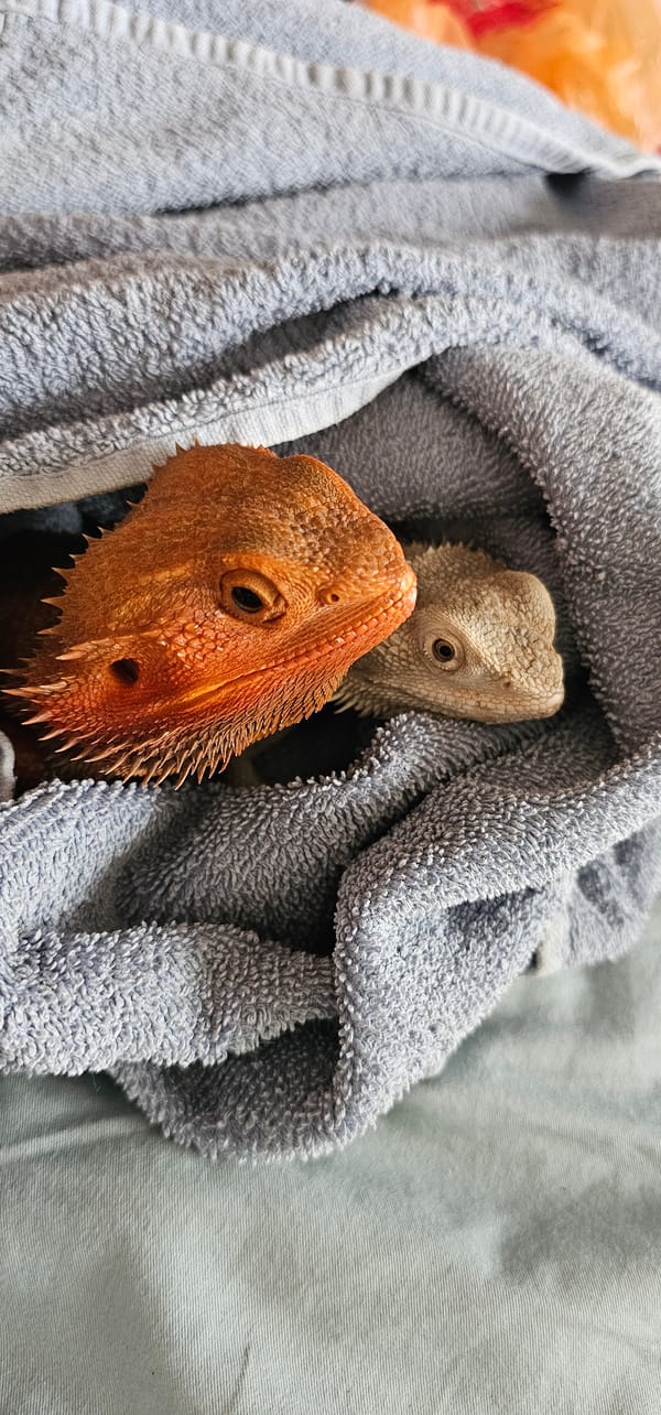 Pet bearded dragons rest together in towel in Moscow