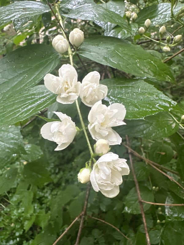 Wet flowering plants bloom after rain in garden area