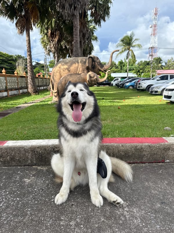 Morning visit to Wat Chalong with dogs in tow