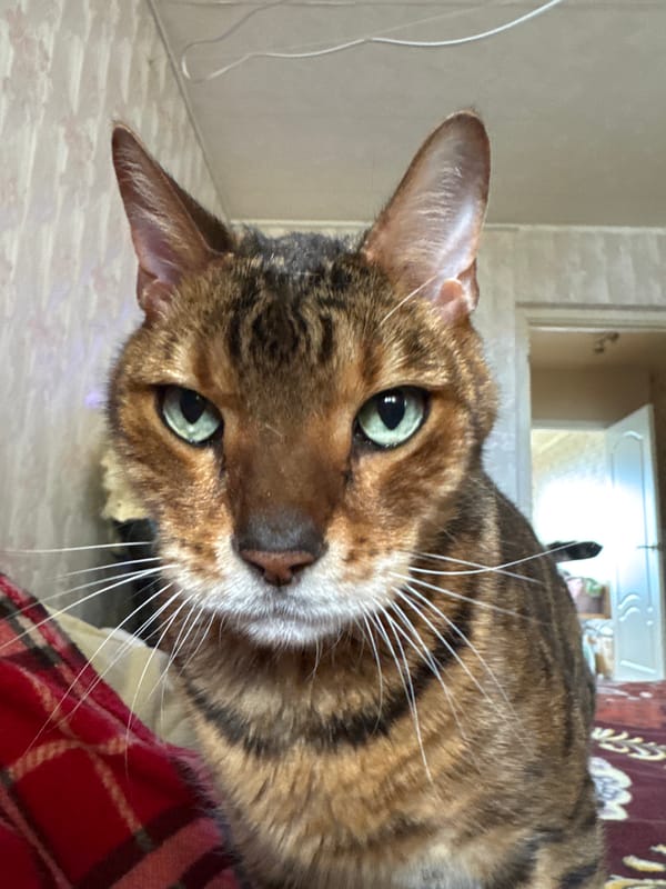 Lazy morning at home with a Bengal cat and fresh coffee