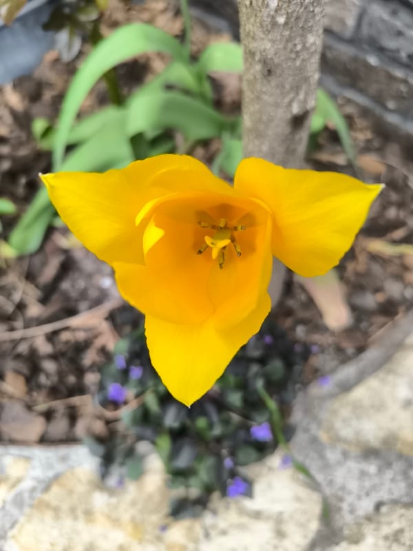 Spring flowers bloom across Alkmaar gardens and streets