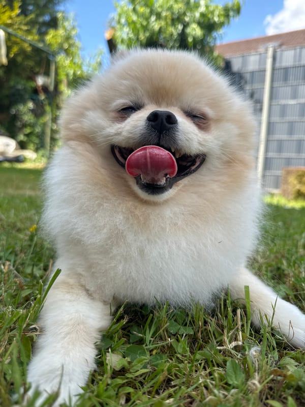 Pomeranian dog enjoys playful moment in German park