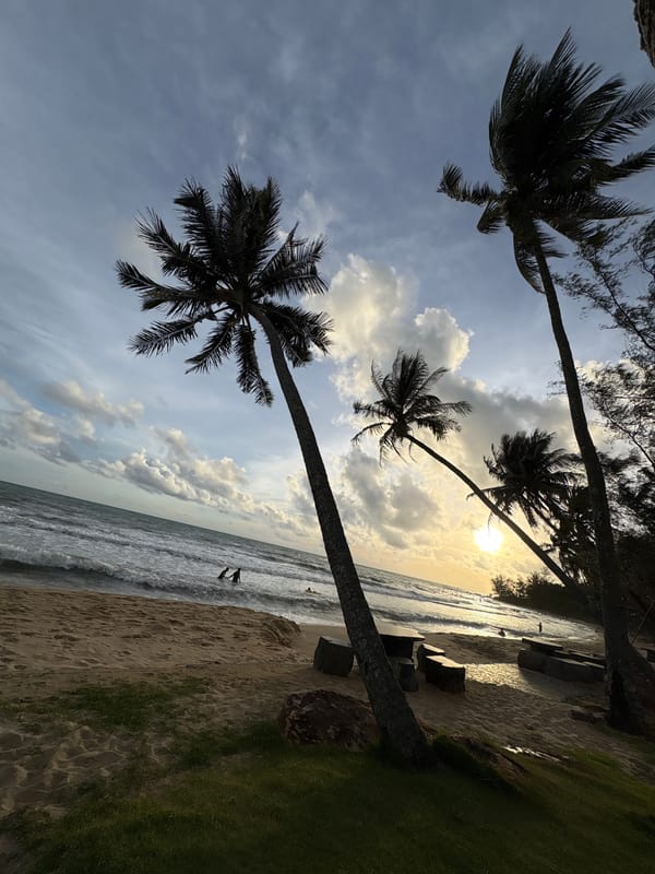 Relaxed tropical beach day with palm trees and a swing
