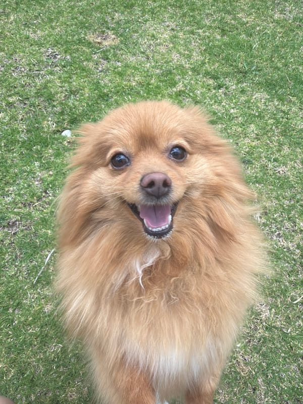 Dog relaxes on back in grass in Mexico