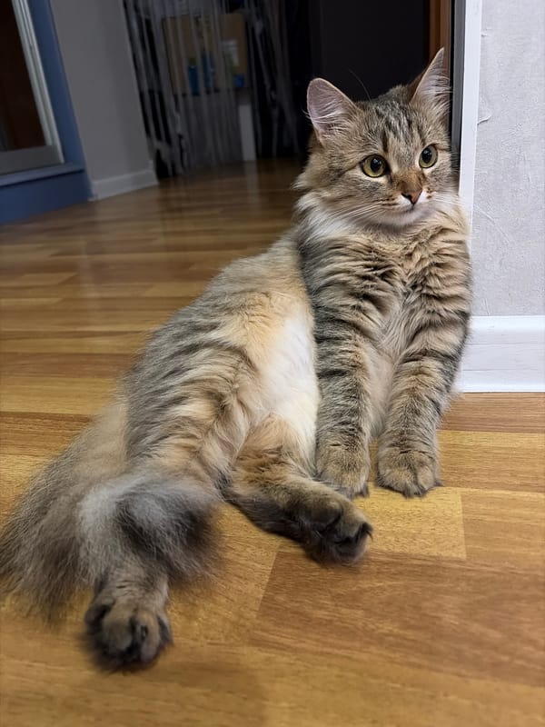 Summer evening at home in Chaikovsky: cats, clouds, and a backyard setup