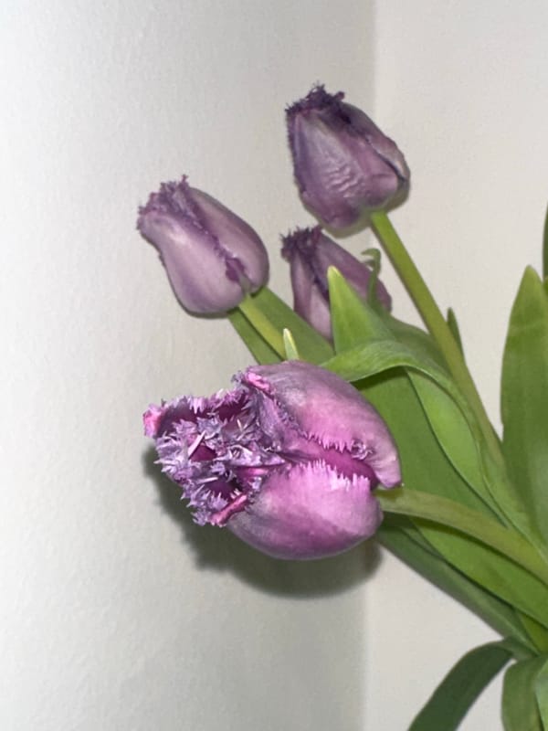 Purple tulips photographed indoors in Zagreb, Croatia