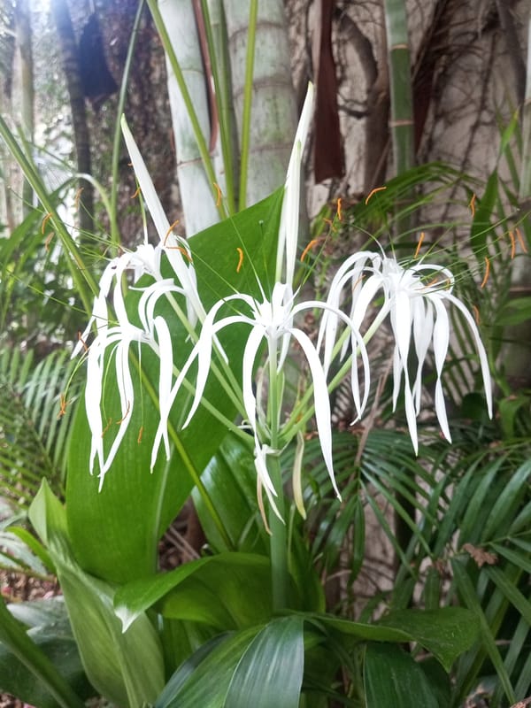 Spring blooms and motorcycle riders captured in Tinaquillo, Venezuela