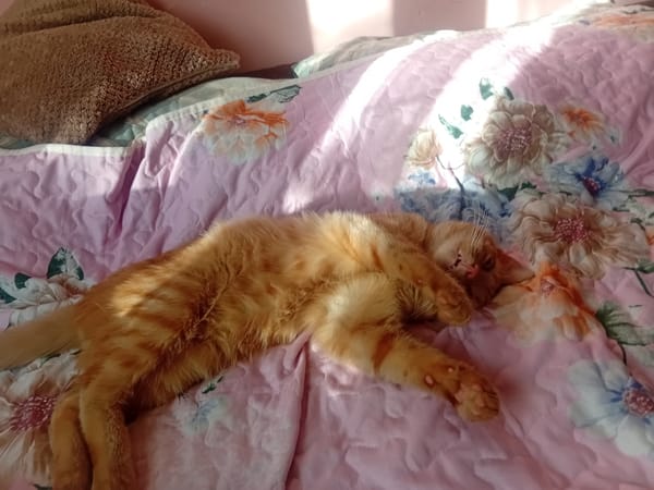 Lazy afternoon with a ginger cat on a floral blanket