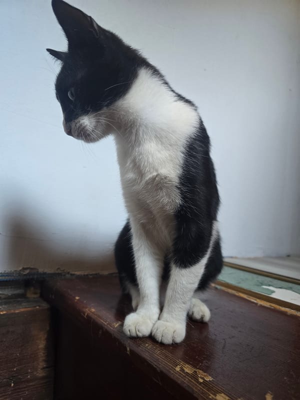 A black and white cat roams a cozy, eclectic home interior.