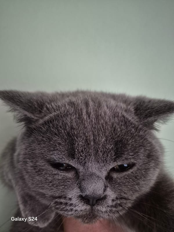 Gray cat photographed in close-up portraits in Silistra, Bulgaria