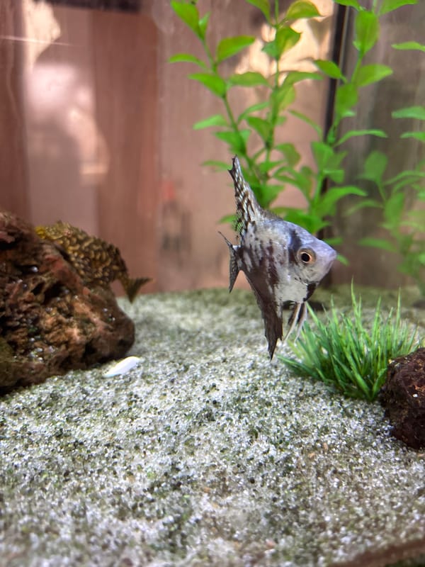 Elephantnose fish spotted in Sofia aquarium