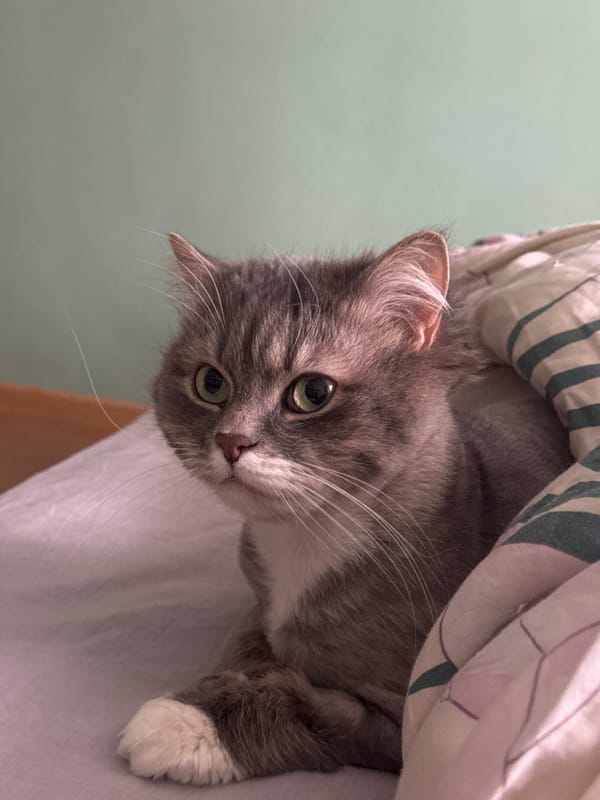 Gray tabby cat spotted under bedding in Moscow