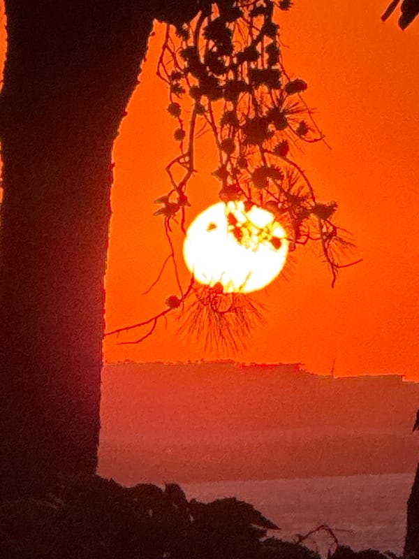 Sunset through pine silhouettes over the Bodrum waterfront
