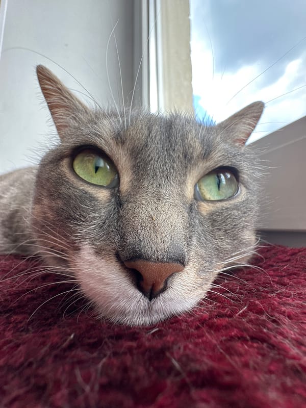 Grey tabby cat documented in casual indoor moments