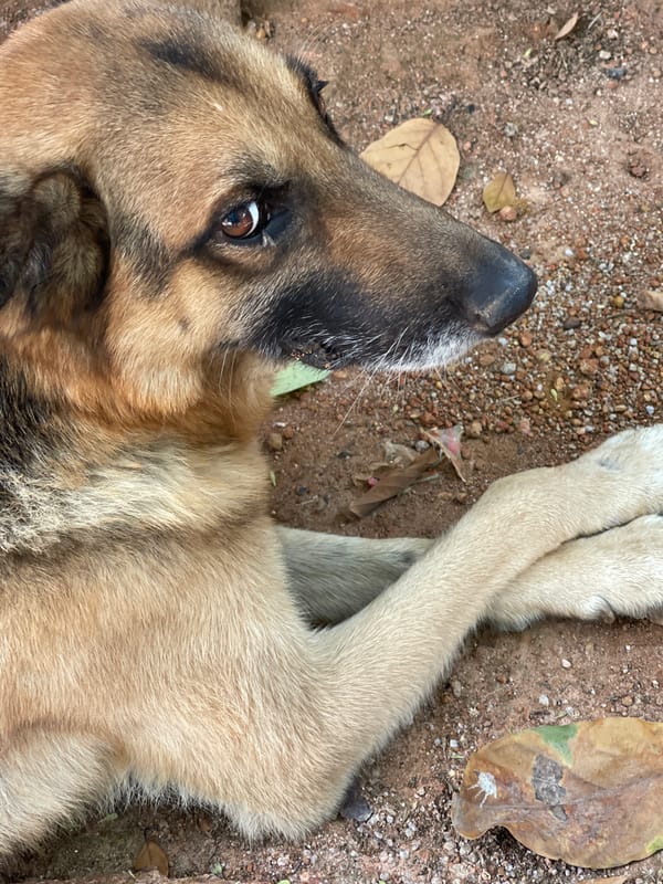 Man and dog captured in casual moments in Jos