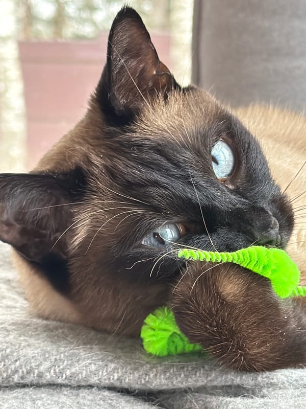 Siamese cat plays and naps on blanket in Russia