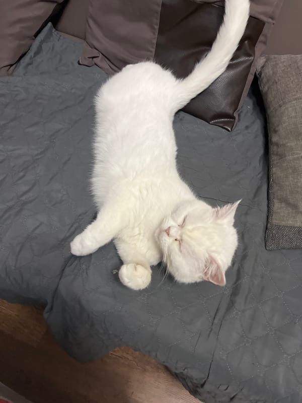 White cat rests peacefully on couch in Bulgaria