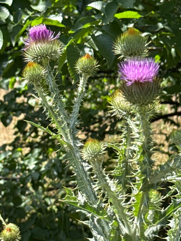 Purple thistles in bloom, Dnipro