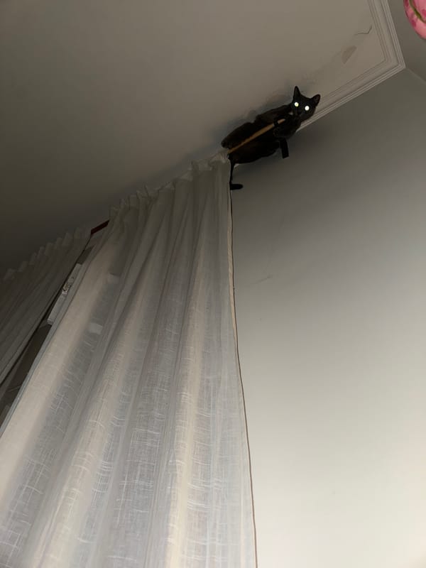Black cat spotted on curtain rods in Moscow residence