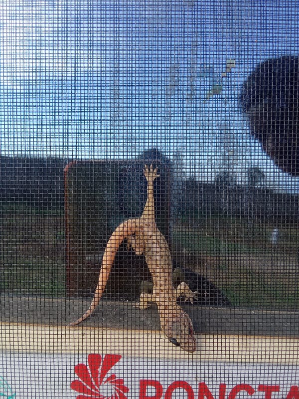 Gecko, okra, and rippled skies in rural Nigeria