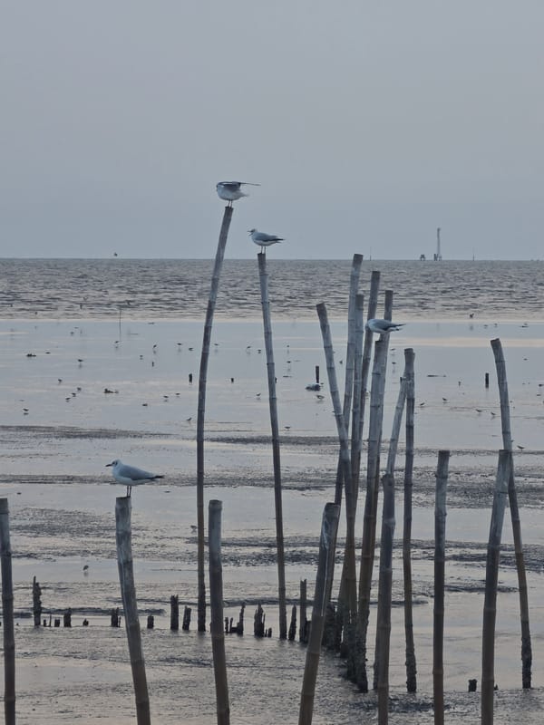 Crowds gather at Thai pier for seagull watching experience