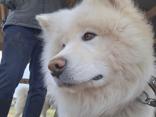 Family visits farm with animals in Ludorvai, Russia