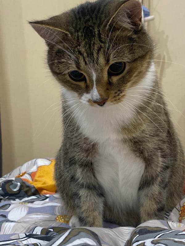 Tabby cat chilling at home in Novokuybyshevsk