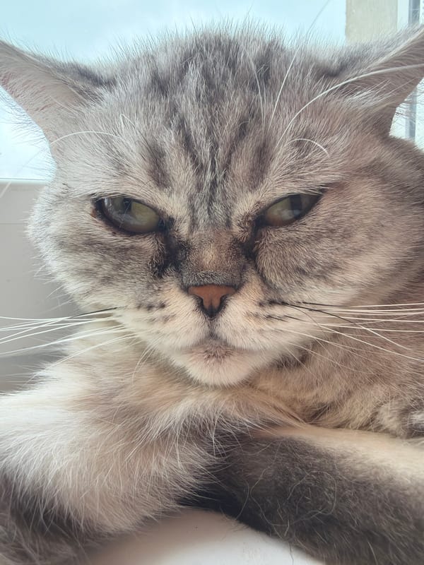 Grey tabby cat napping on a windowsill in Chaikovsky