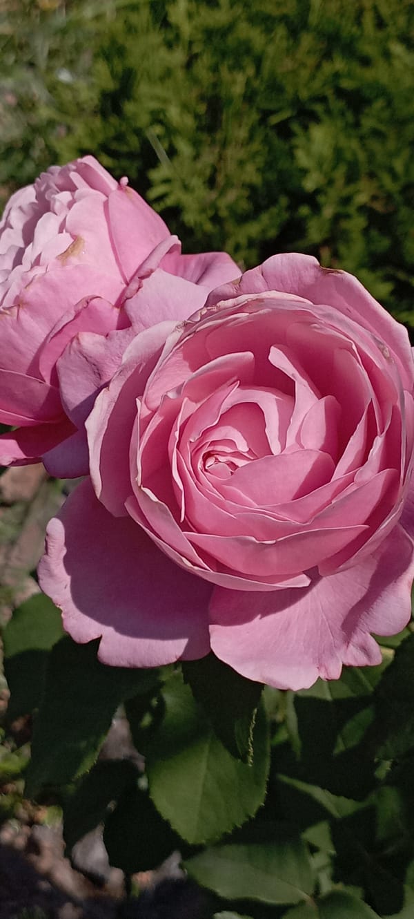 Roses and a butterfly in a garden in Radisne, Ukraine