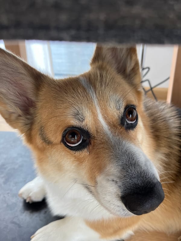 Woman and Corgi photographed together in German village