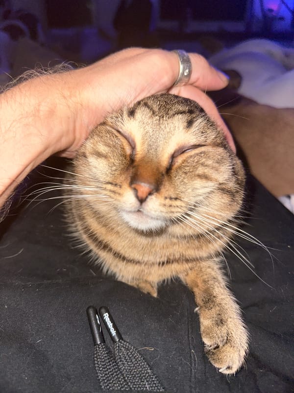 Cats, a bulldog, and a quiet Moscow evening