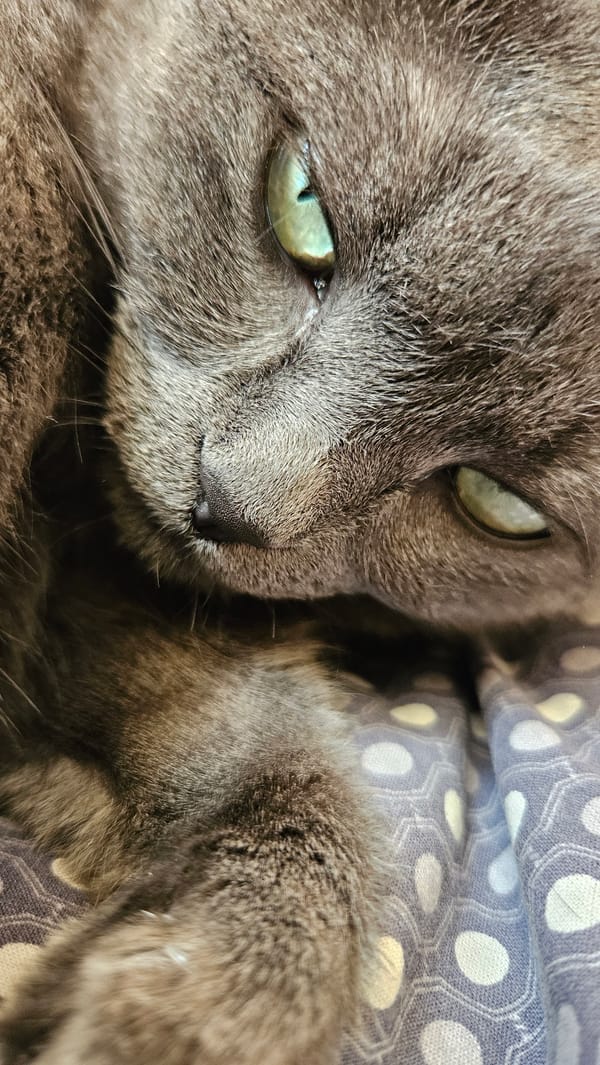 Cats photographed resting and sleeping across Krasnodar homes
