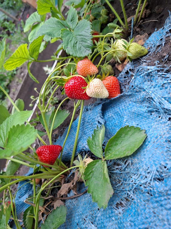 Agricultural activity documented in Devnya with parked Mercedes nearby