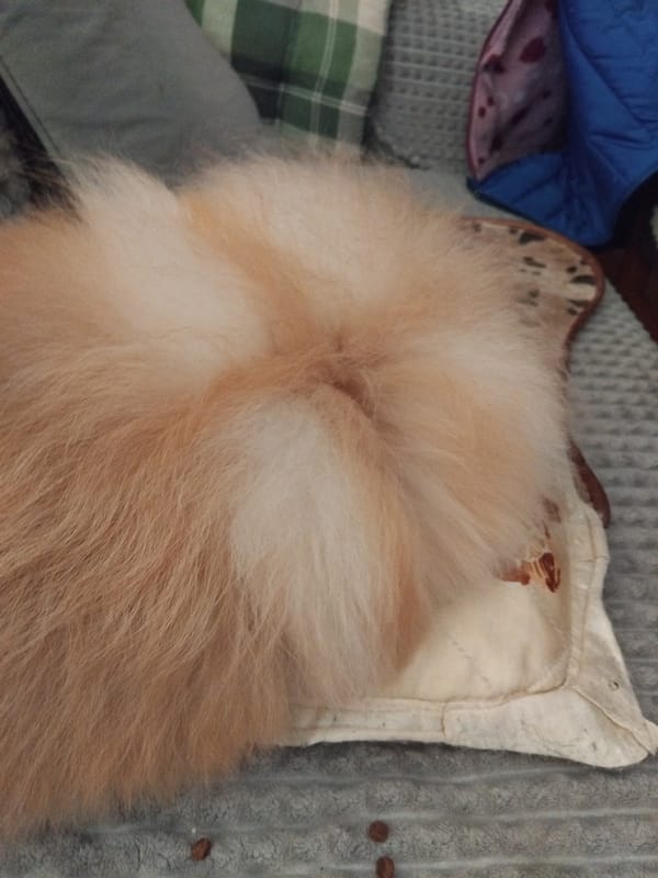 Pomeranian dog photographed sleeping on bedding in Bulgarian home