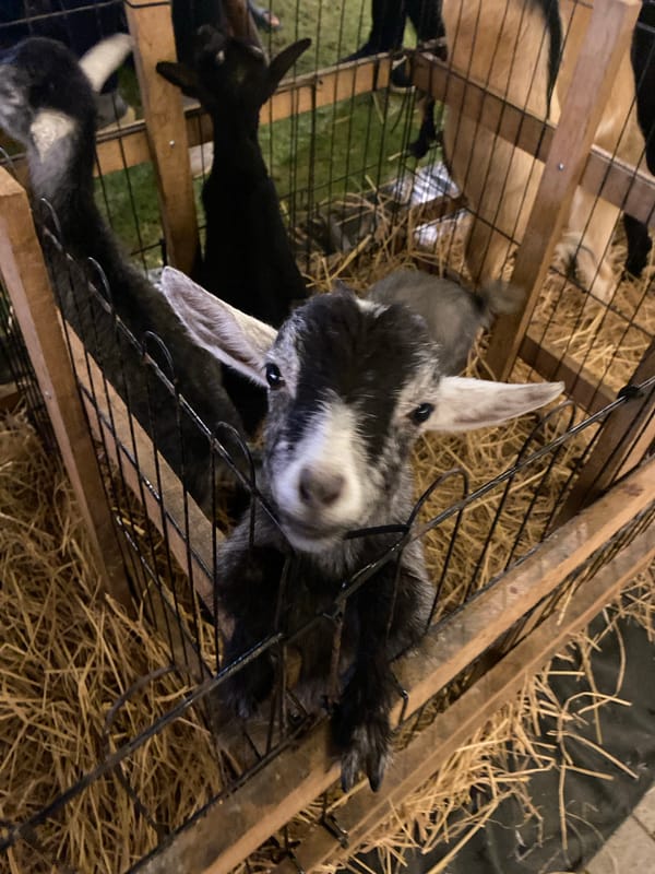 Goats spotted at petting zoo in Choeng Thale