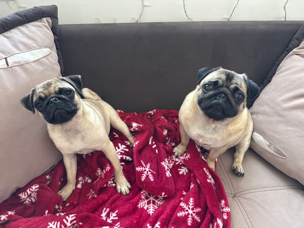 Pug hangout: couch time, lap time, close-ups