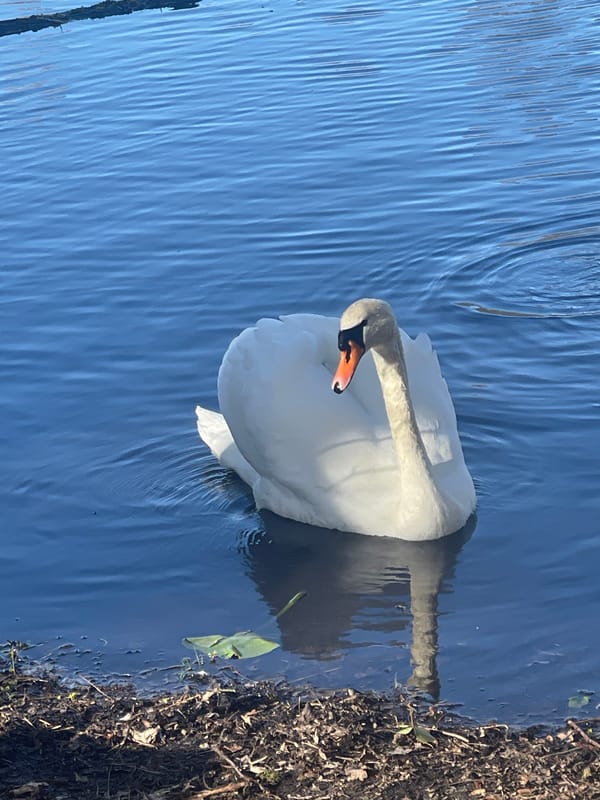 Swans swim in Berlin lake during afternoon