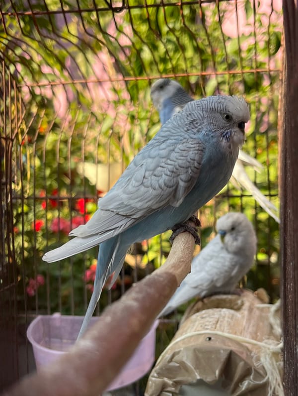 Caged budgerigars and dog observed in Cholula evening