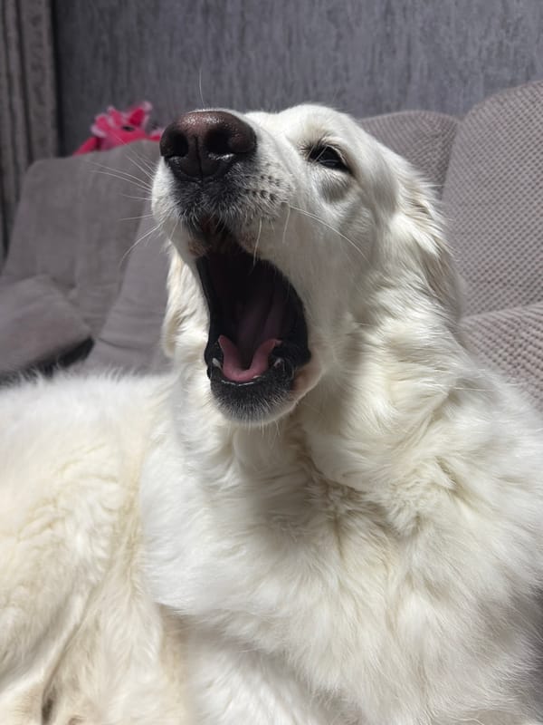 Quiet afternoon with white dog documented in Ukrainian home
