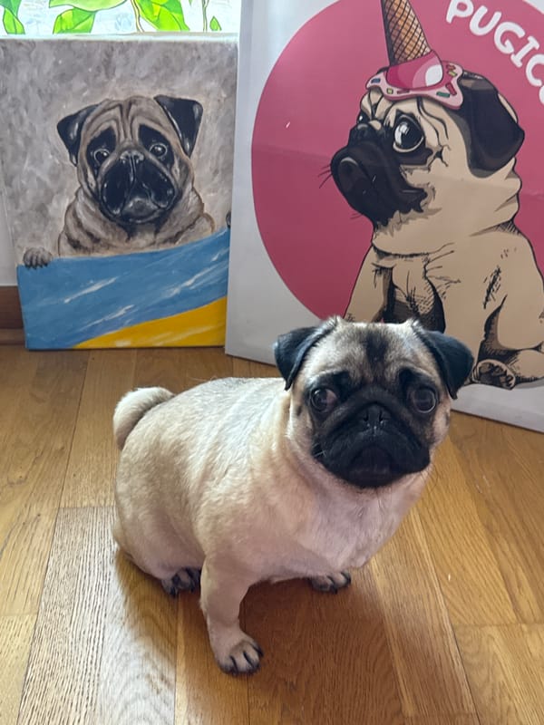 Pugs at home, doing pug things