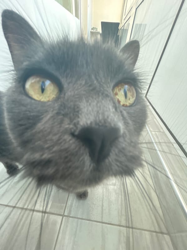 Gray cat poses in accessories during morning photo session