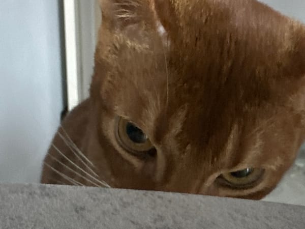 Orange cat's morning routine documented in Kazan home