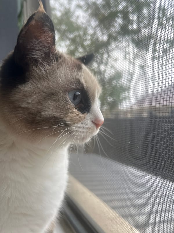 Blue-eyed cat peers through a screened window in Almaty
