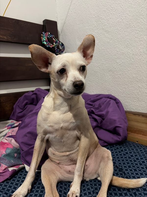 Pet photos captured in Ciudad Guayana homes