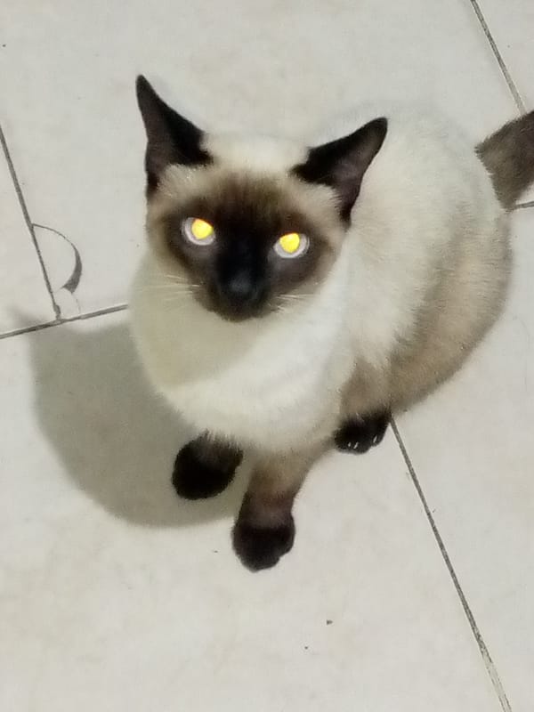Siamese cat photographed multiple times in Venezuelan home