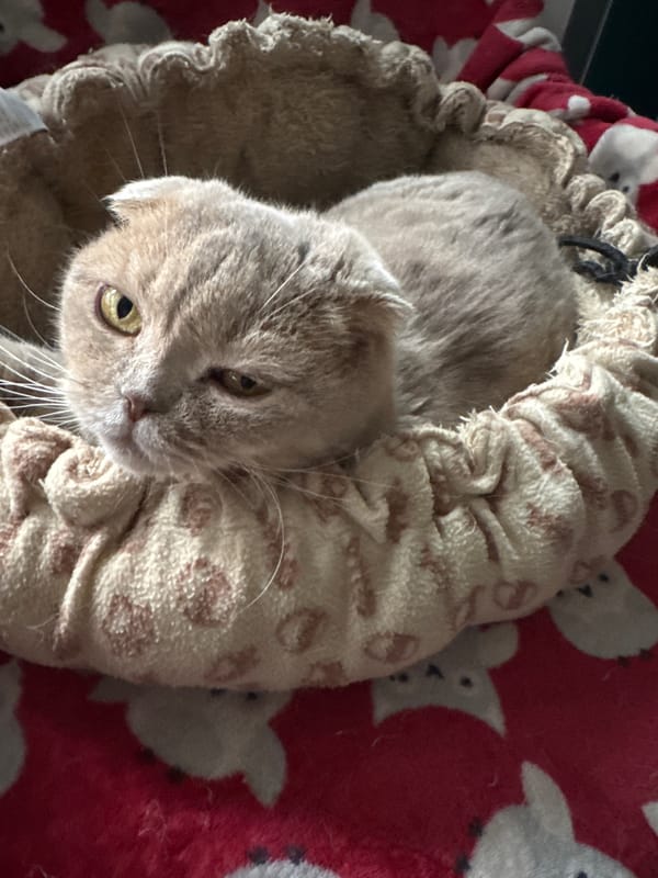Domestic cats photographed in indoor settings over two hours