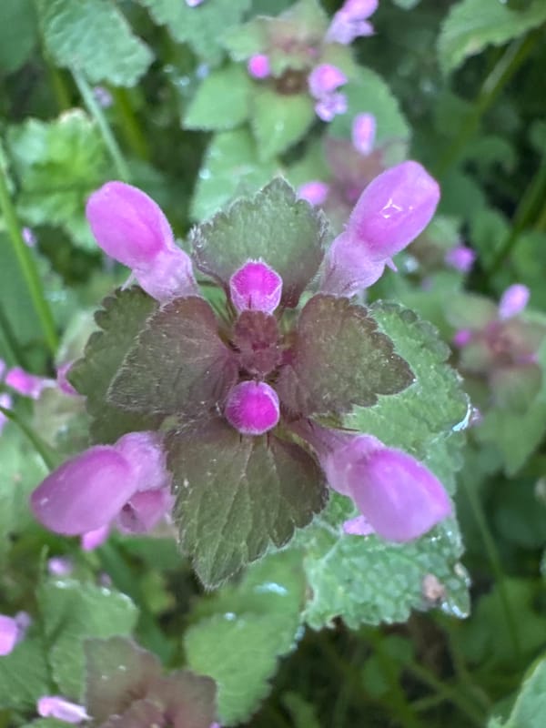 Spring nature observations captured in Desborough evening