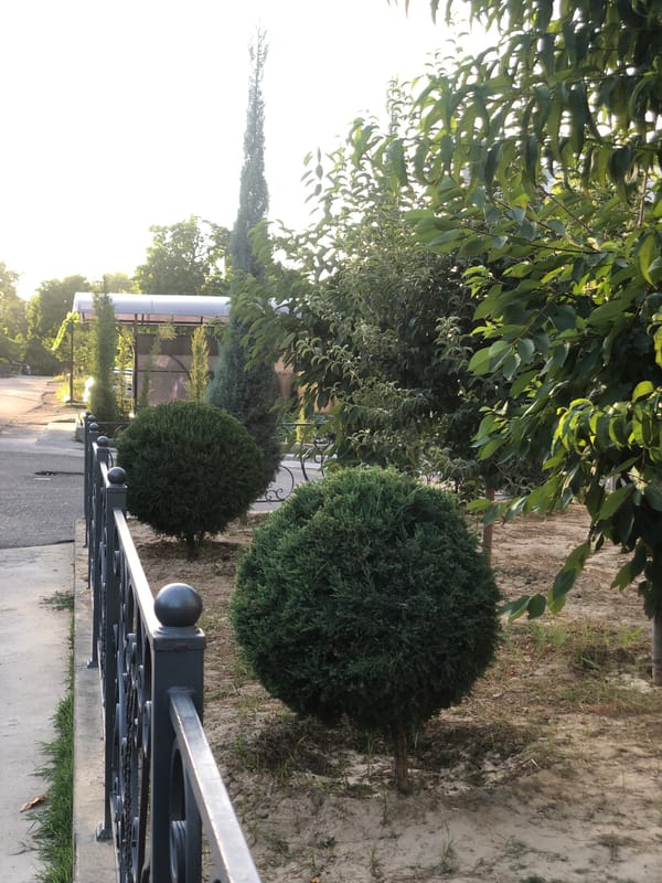 Afternoon street life in a leafy Tashkent neighborhood