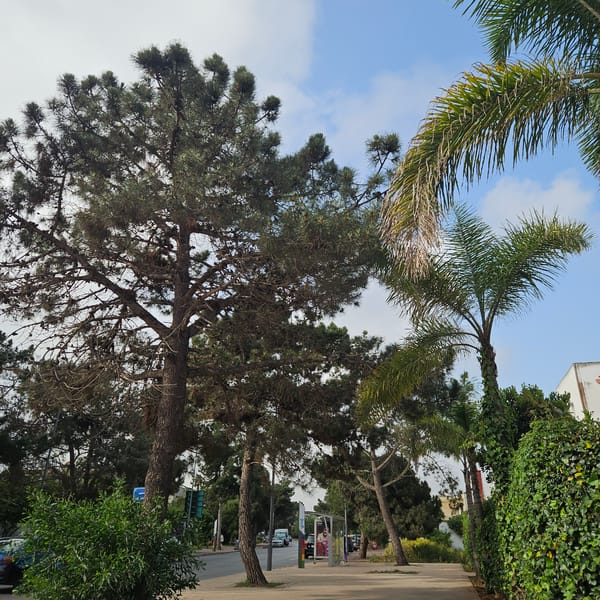 Morning street scenes documented in central Rabat