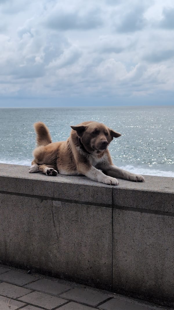 Dog and beachgoers enjoy quiet morning in Kobuleti, Georgia
